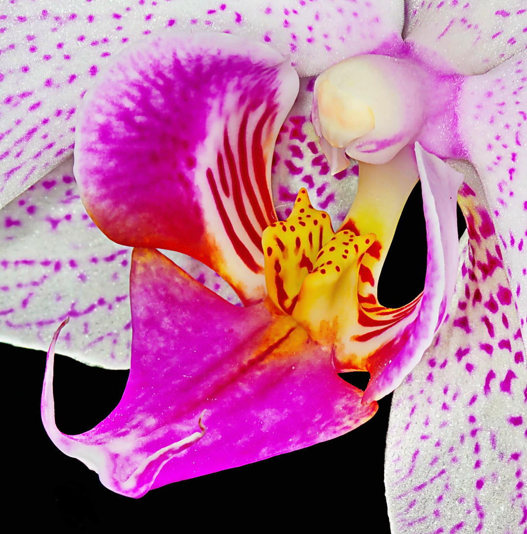 Orchidee mit Focus-Stacking