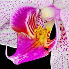 Orchidee mit Focus-Stacking