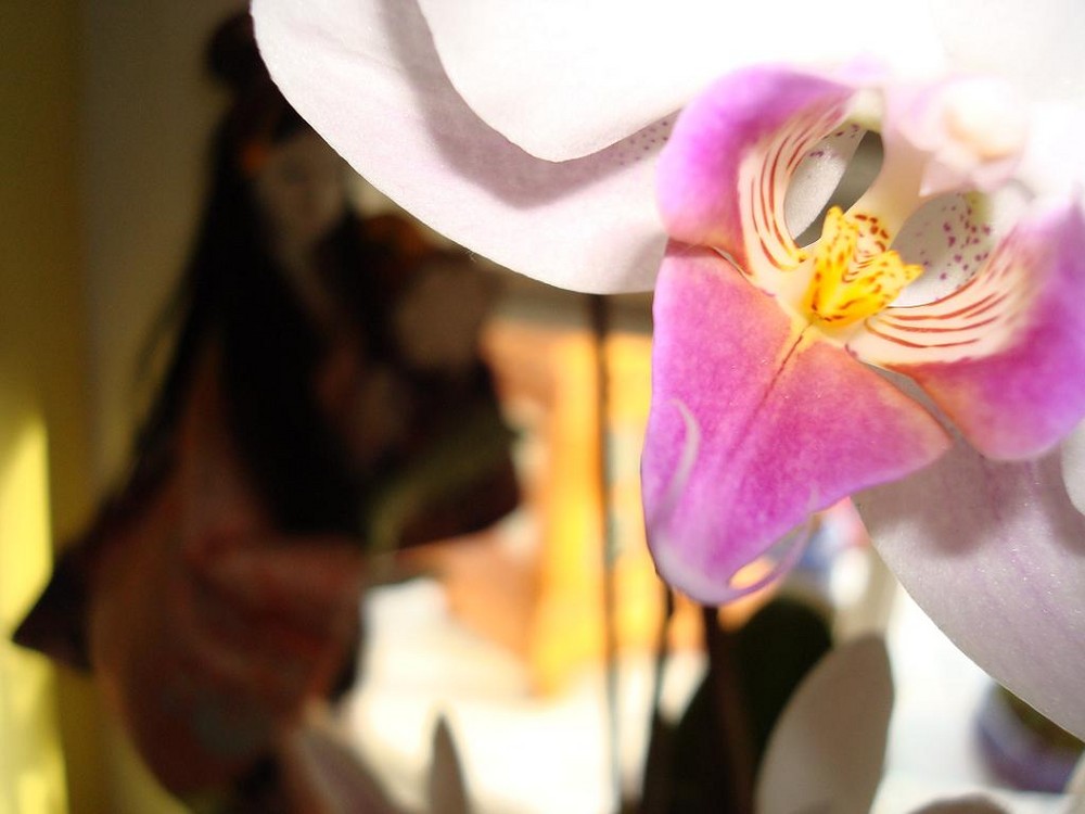 Orchidee mit Geisha im Hintergrund