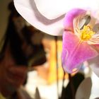 Orchidee mit Geisha im Hintergrund