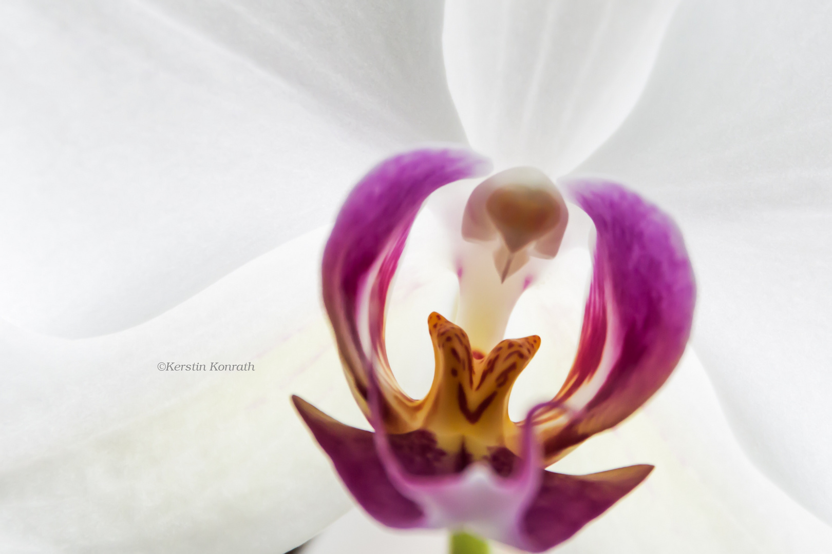 Orchidee mit Gesicht