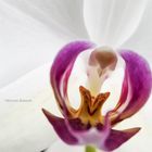 Orchidee mit Gesicht