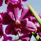 Orchidee mit Insektengesicht