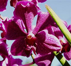 Orchidee mit Insektengesicht