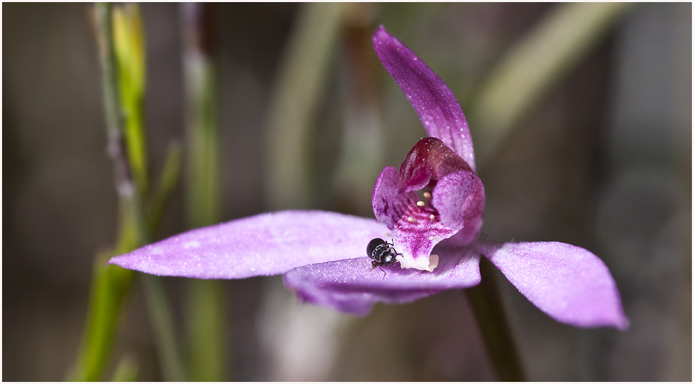 Orchidee mit Käfer