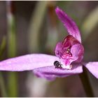 Orchidee mit Käfer