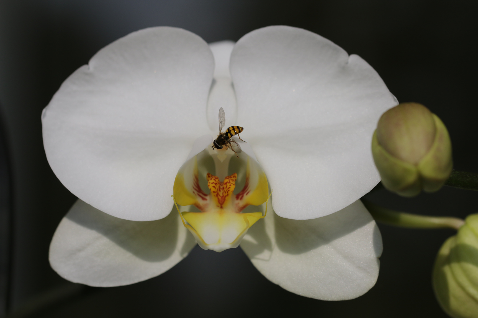 Orchidee mit kleinem Gast