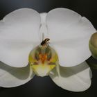 Orchidee mit kleinem Gast