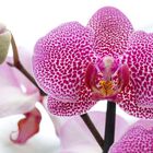 Orchidee mit Knospe