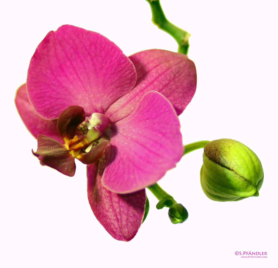 Orchidee mit Knospe