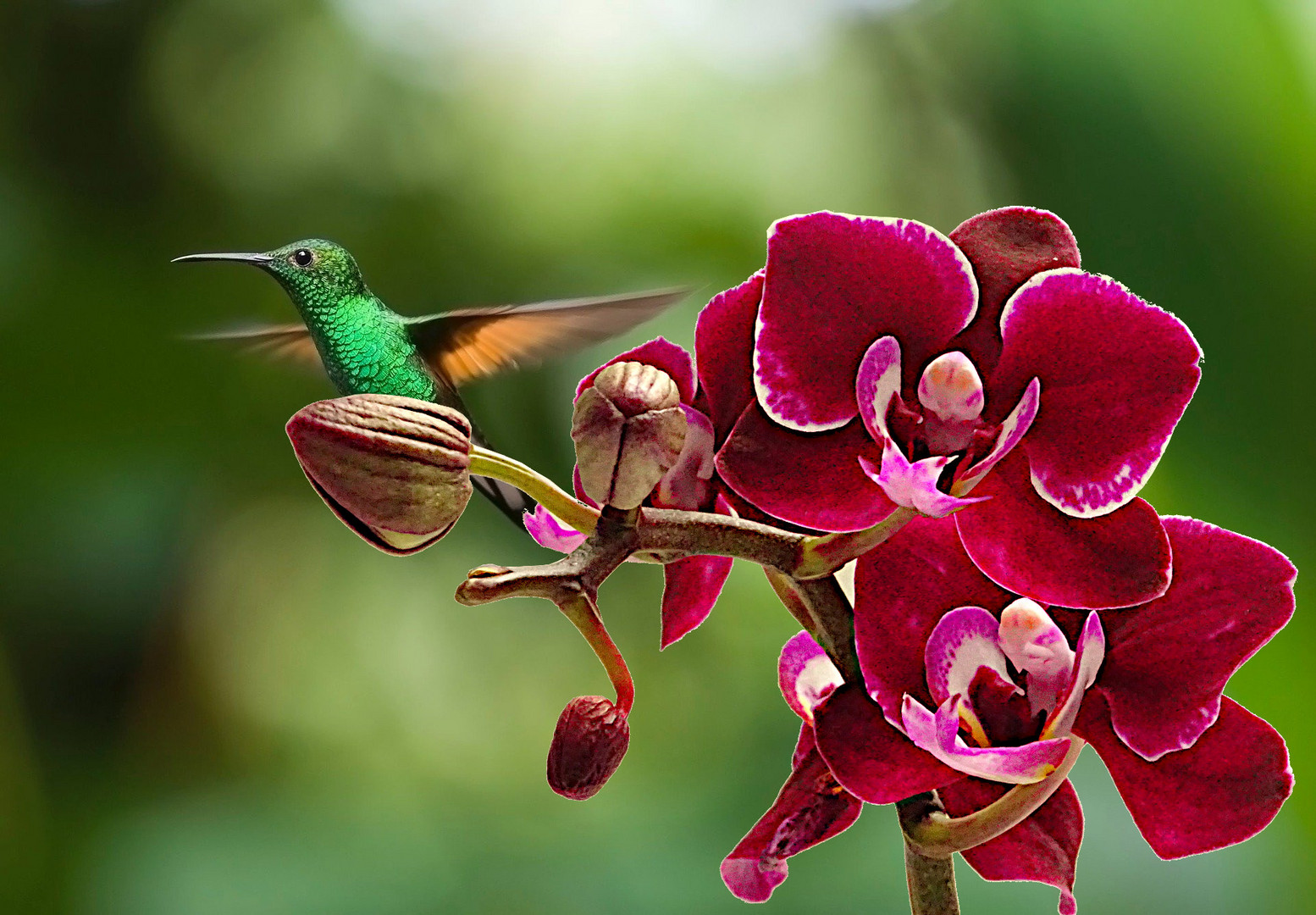 Orchidee mit Kolibri