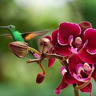 Orchidee mit Kolibri