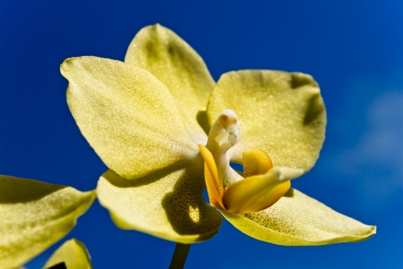 Orchidee mit Kontrast