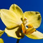 Orchidee mit Kontrast