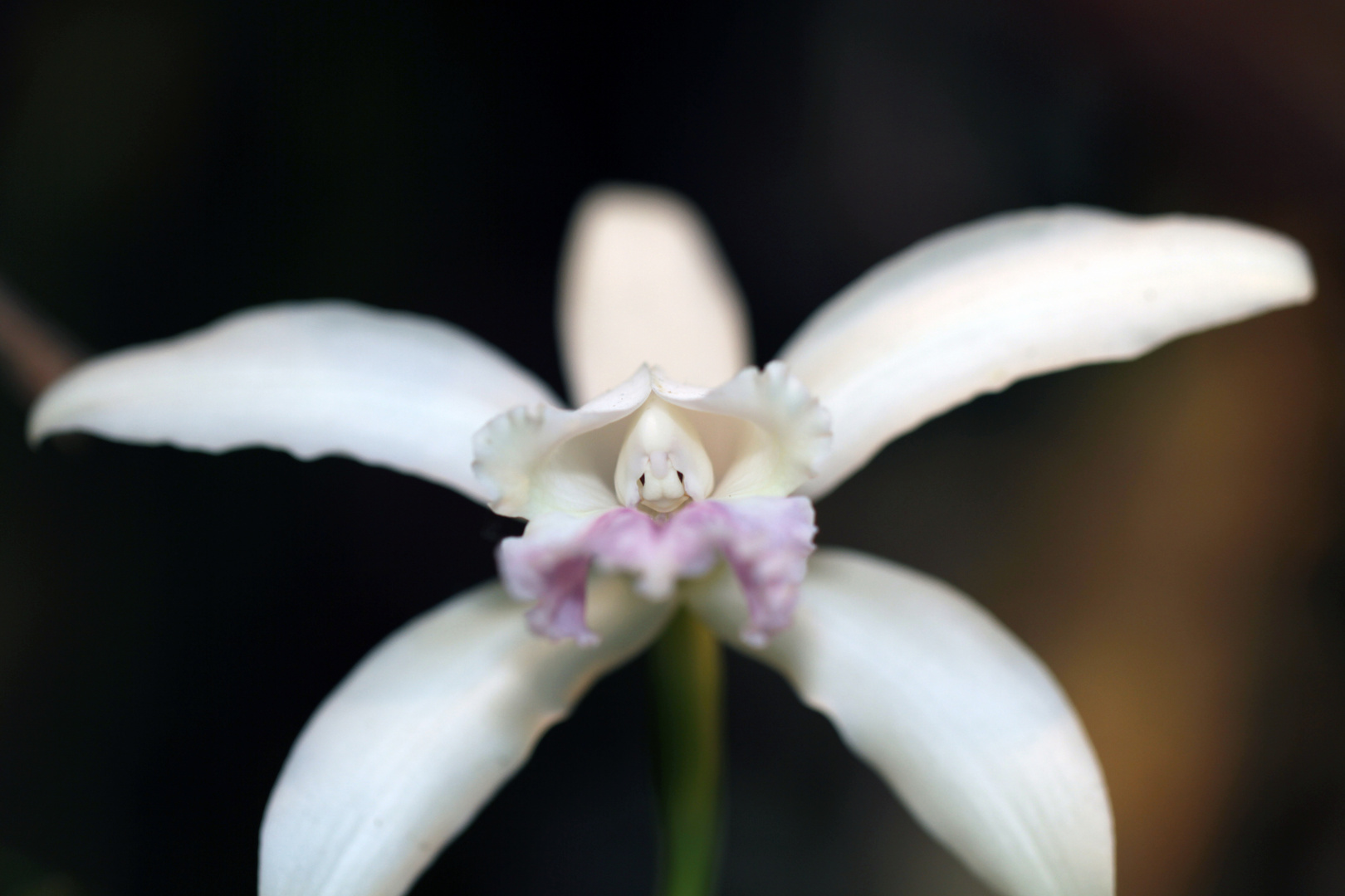Orchidee mit Küken