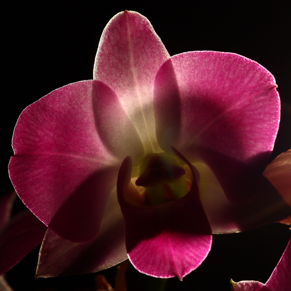 Orchidee mit Licht gespielt