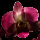 Orchidee mit Licht gespielt