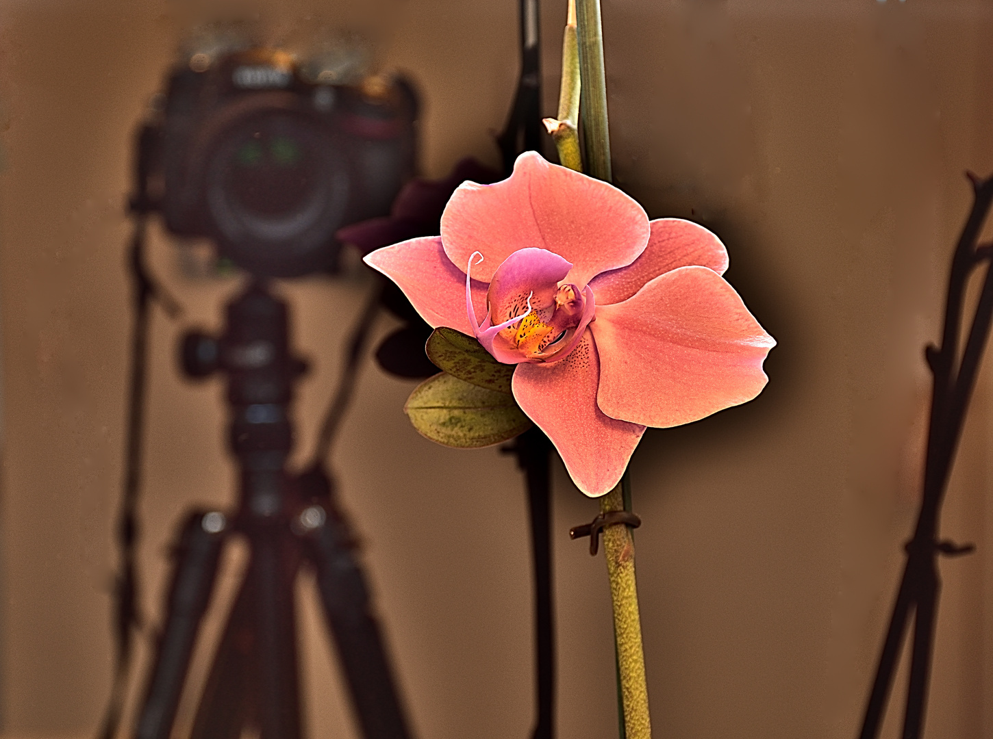 Orchidee mit Nikon