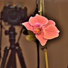 Orchidee mit Nikon