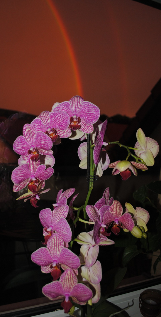 Orchidee mit Regenbogen