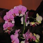 Orchidee mit Regenbogen