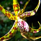 Orchidee mit Tentakel