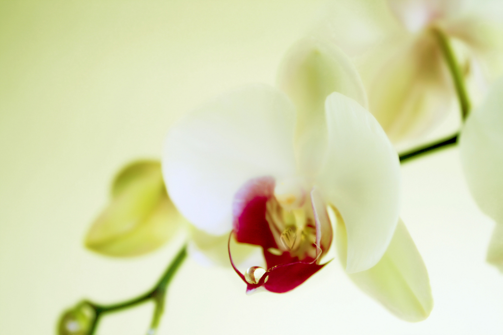 Orchidee mit Tropfen