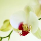 Orchidee mit Tropfen