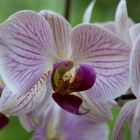 Orchidee - mit viel Fantasie kann man einen Vogel sehen