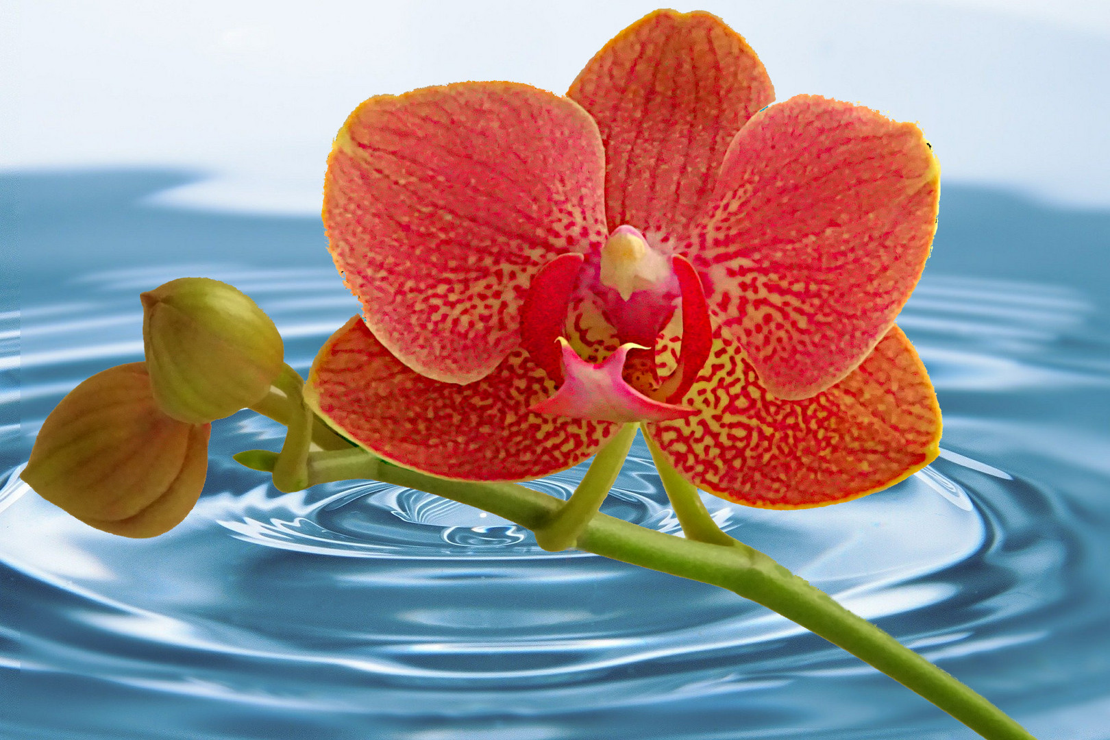 Orchidee mit Wasser