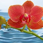 Orchidee mit Wasser