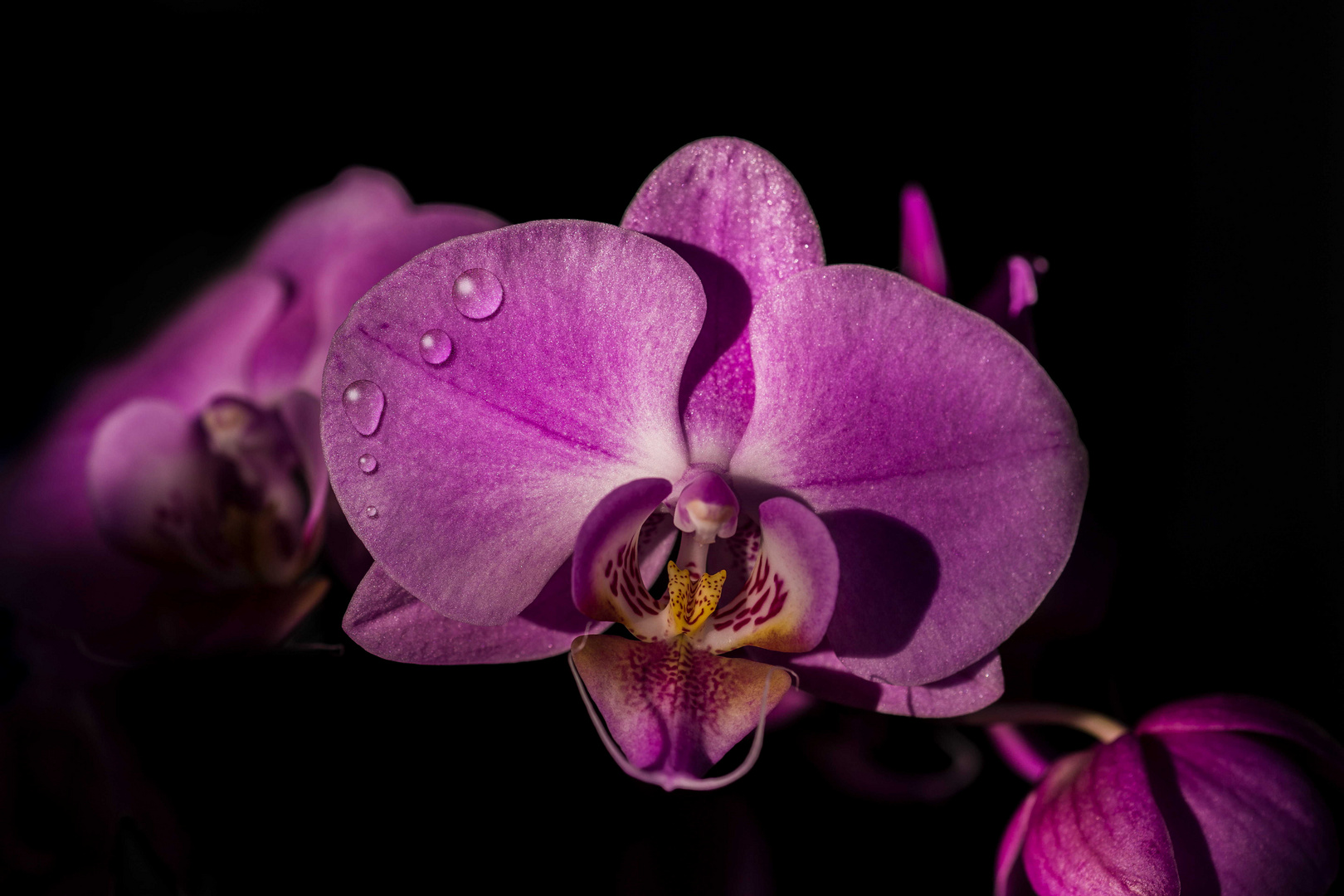Orchidee mit Wassertropfen