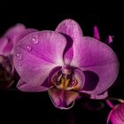 Orchidee mit Wassertropfen