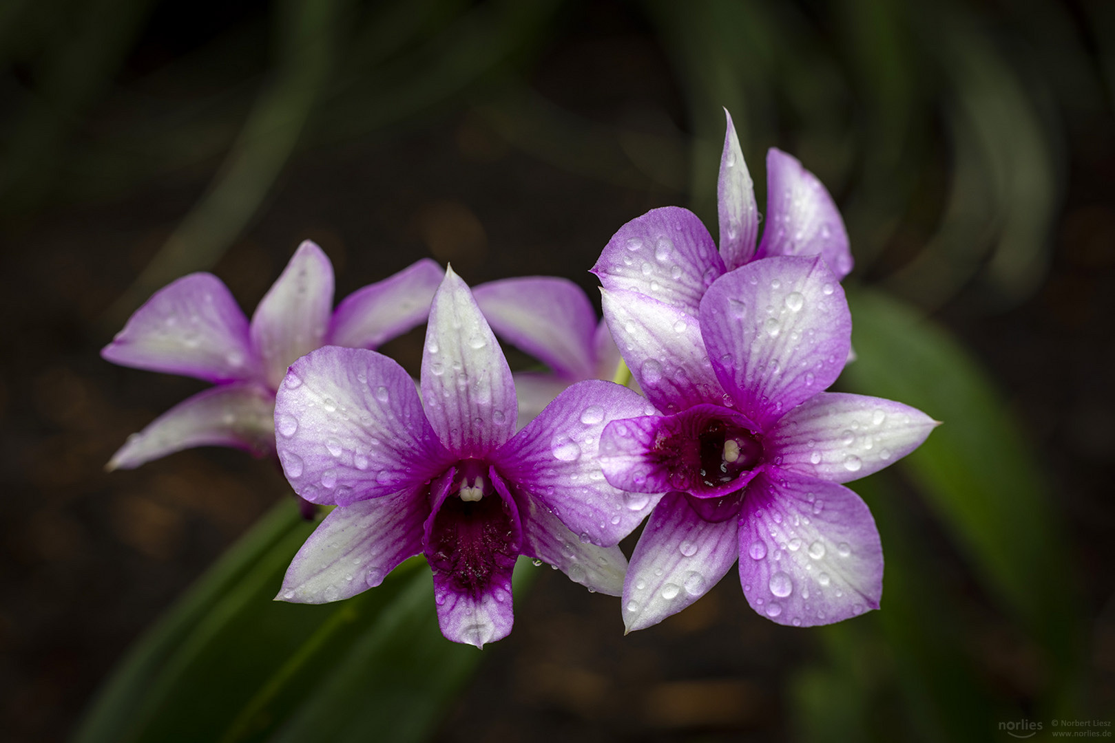 Orchidee mit Wassertropfen