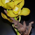 Orchidee mit Wurzelholz