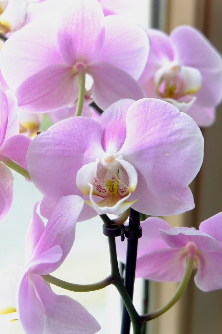 Orchidee mit zarten lila Blüten