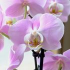 Orchidee mit zarten lila Blüten