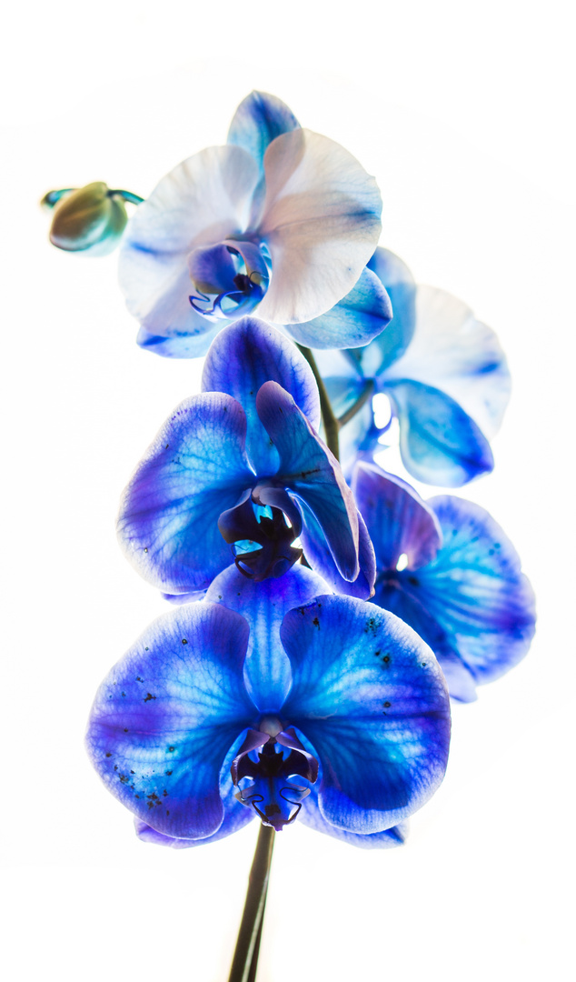 Orchidee Modell : BLAU