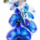 Orchidee Modell : BLAU