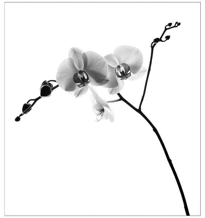 Orchidee monochrom I
