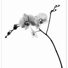 Orchidee monochrom I