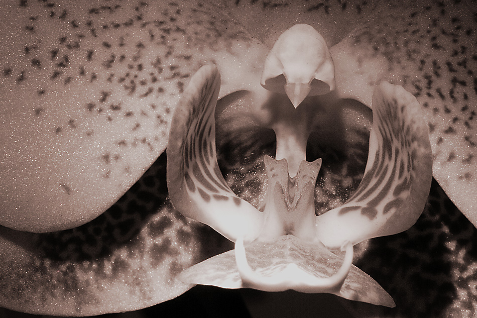 Orchidee monochrome 4