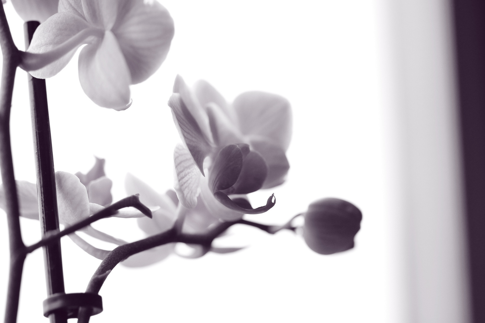 Orchidee Monocrom