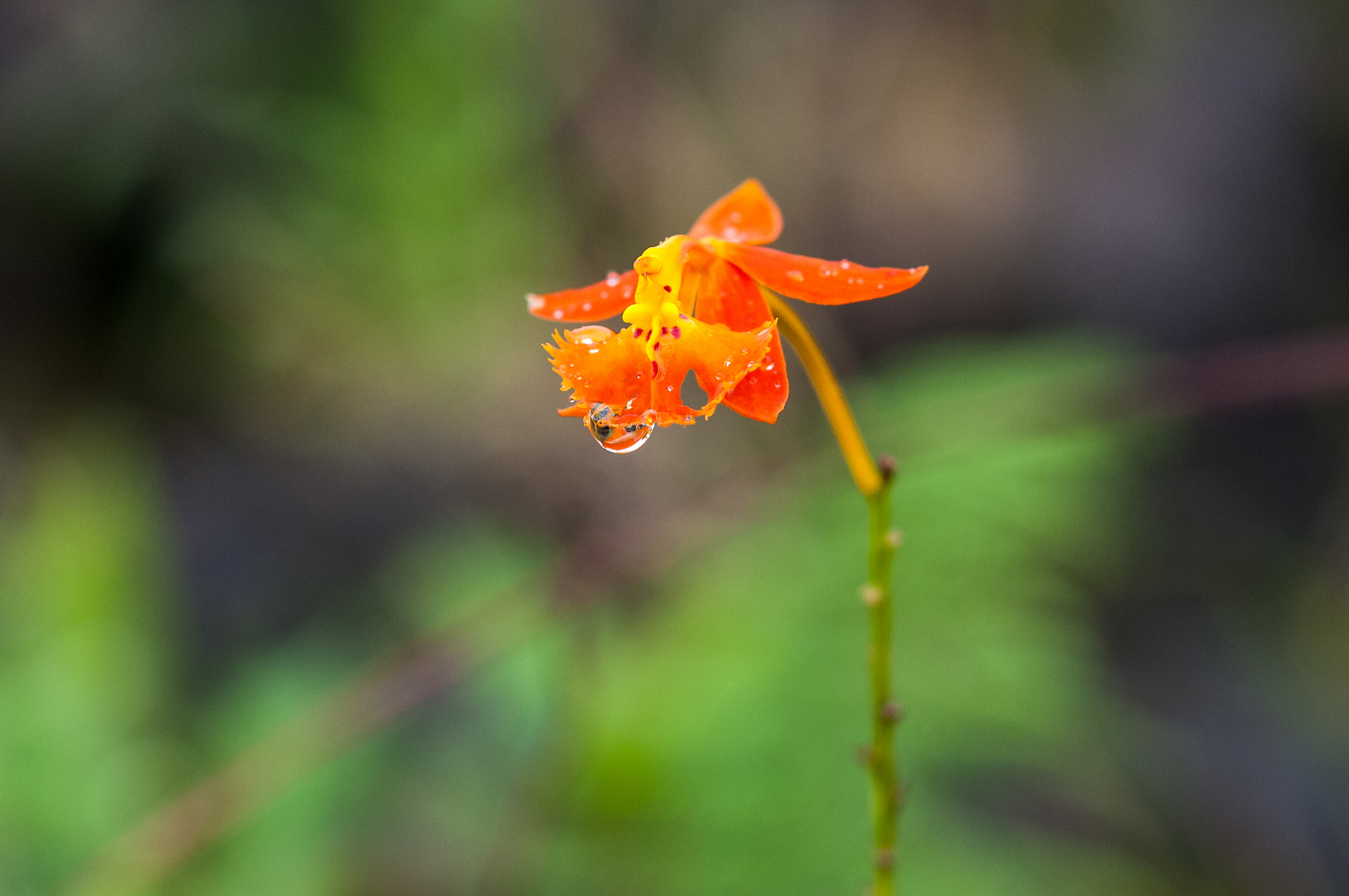 Orchidee nach dem Regen