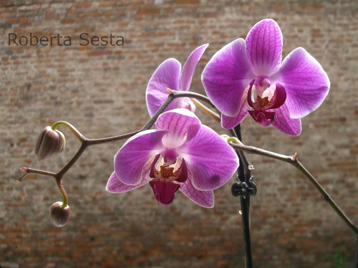 Orchidee nel centro storico