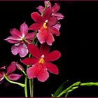 Orchidee Nelly Isler