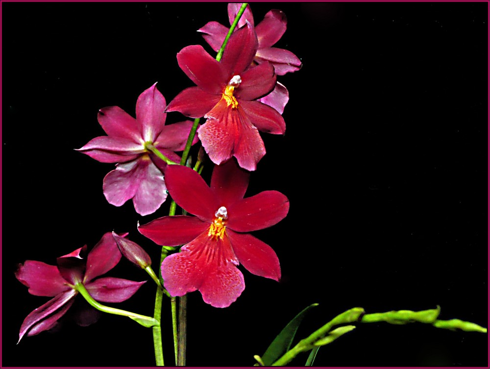 Orchidee Nelly Isler