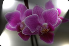 Orchidee neu gemacht