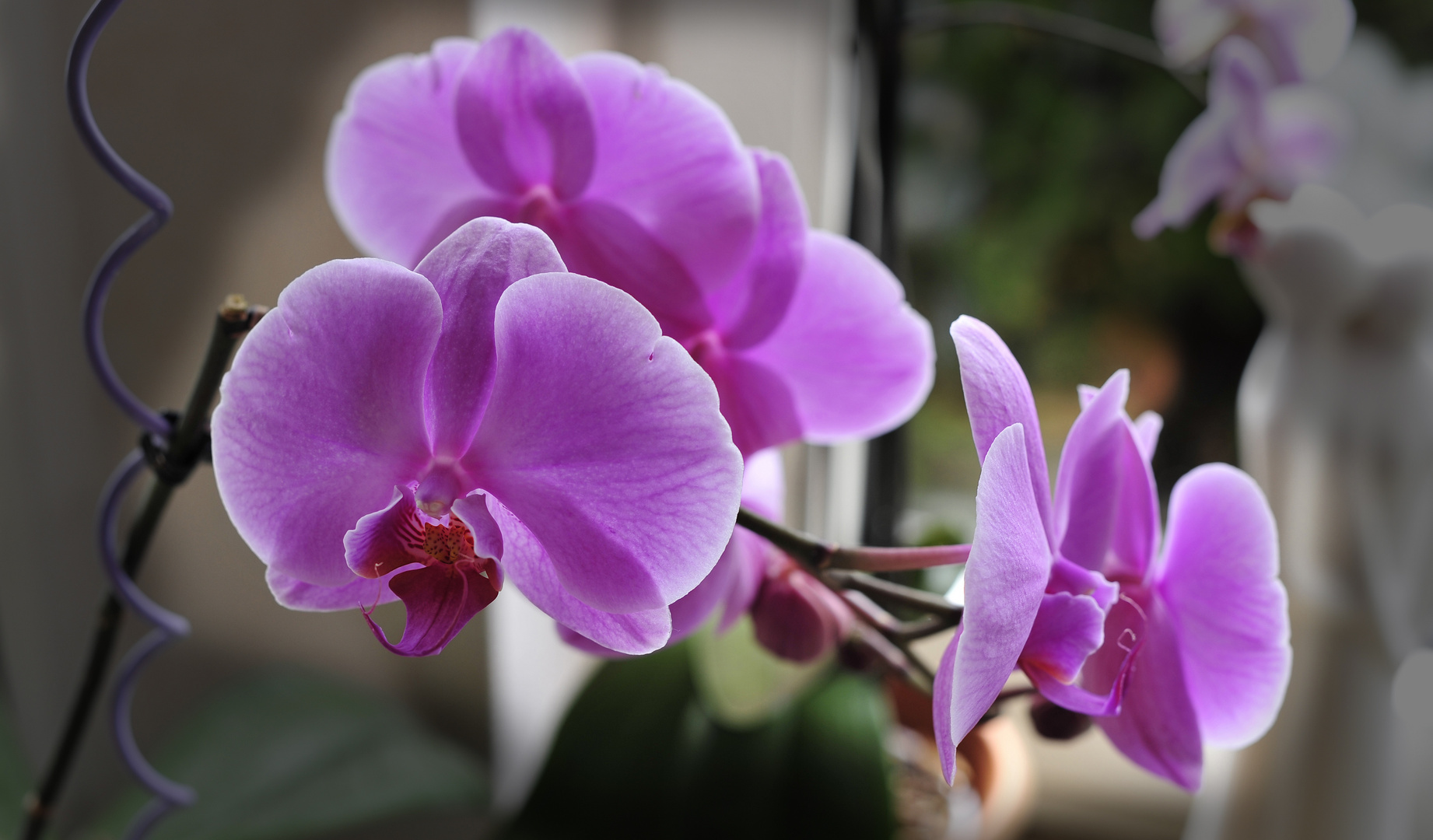 ORCHIDEE No. 1