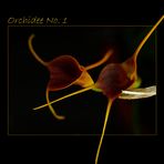 Orchidee No. 1